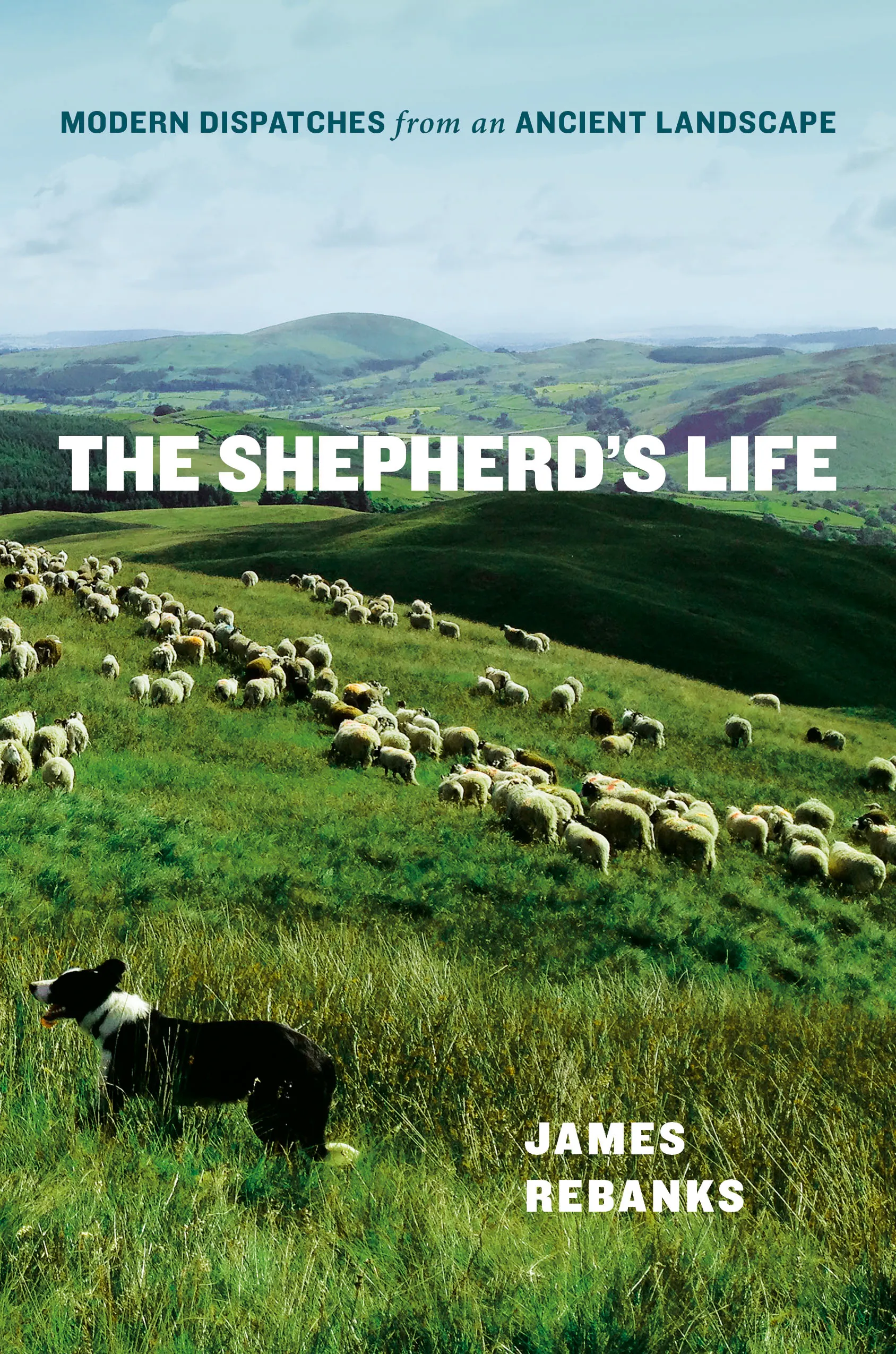 The Shepherd's Life - Vimarsana News