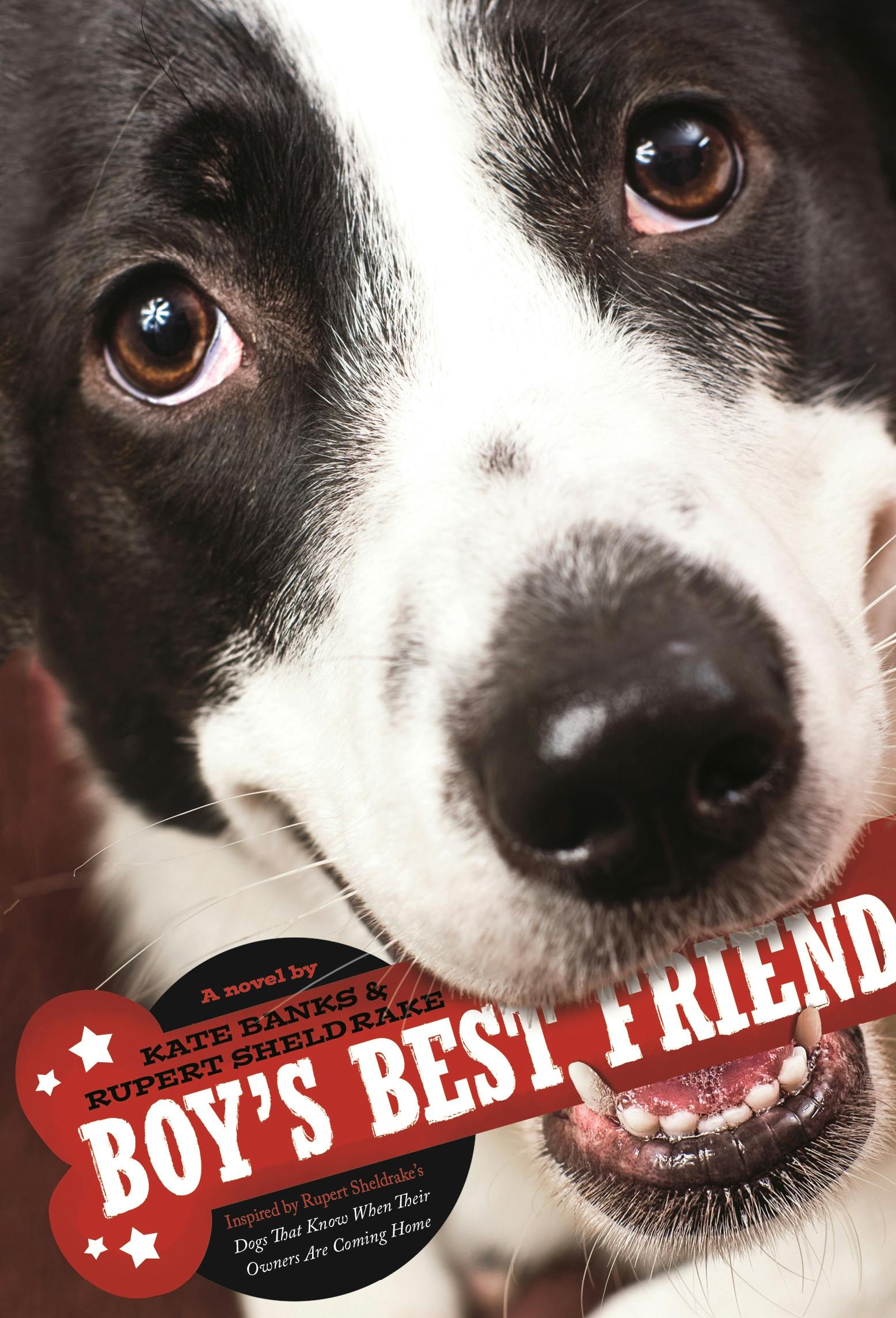 a boy's best friend class 8 summary pdf